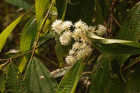 Miconia affinis