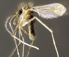 Nyssomyia delsionatali