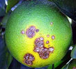 Xanthomonas-citri