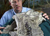 Paleontólogos encontram crânios completos de nova espécie de dinossauro. Descoberta é rara, pois, devido à fragilidade, a grande maioria dos crânios dos saurópodes não foi preservada Paleontólogos encontram crânios completos de nova espécie de dinossauro. Descoberta é rara, pois, devido à fragilidade, a grande maioria dos crânios dos saurópodes não foi preservada