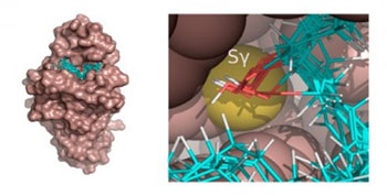 (Figura: Docking molecular de hidroperóxidos de cadeia longa no sítio ativo da Ohr/Thiago G. P. Alegria, et al.)