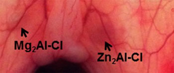 imagem: Scientific Reports)