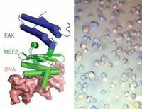 Modelo do complexo FAK:MEF2 ligado ao DNA 
