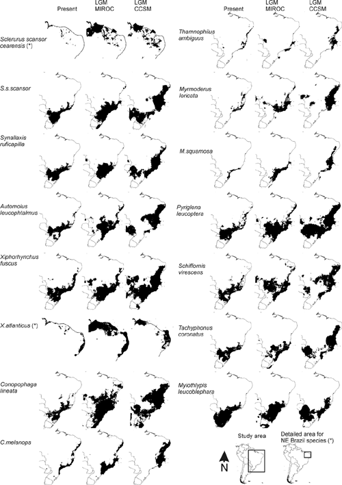 Modelo binário de distribuição de 15 espécies de aves Mata Atlântica. Para simular a distribuição das espécies há 20 mil anos foram usados dois diferentes modelos: o CCSM3 e o MIROC. Já a atual foi feita com base em registros levantados em trabalhos anteriores e dados de coleções de museus.