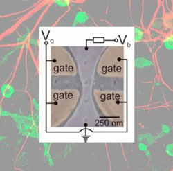 transistor neurone