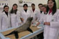 UCPEL realiza taxidermia pela primeira vez em Leão Marinho UCPEL realiza taxidermia pela primeira vez em Leão Marinho