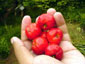 Acerola