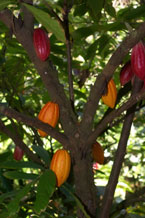 cacao albero