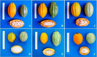 cacao varieta