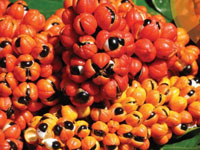 guarana