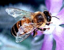 Apis_mellifera