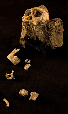 Australopithecus sediba Australopithecus sediba