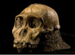 Australopithecus sediba
