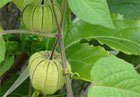 Physalis angulata