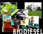 biodiesel