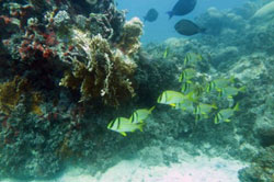 (foto: recife de coral no litoral da Bahia/Ruy Kikuchi)