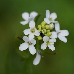 Arabidopsis thaliana