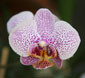 Orquídeas orchidea_phalaenopsis