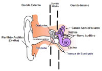 orecchio struttura