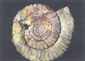 Ensaios de Paleontologia Geral e da Paraíba