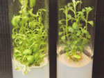 piante vitro