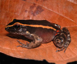 Lithodytes lineatus