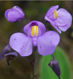 utricolaria reniformis