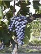 Vitivinicultura