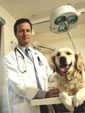 veterinario